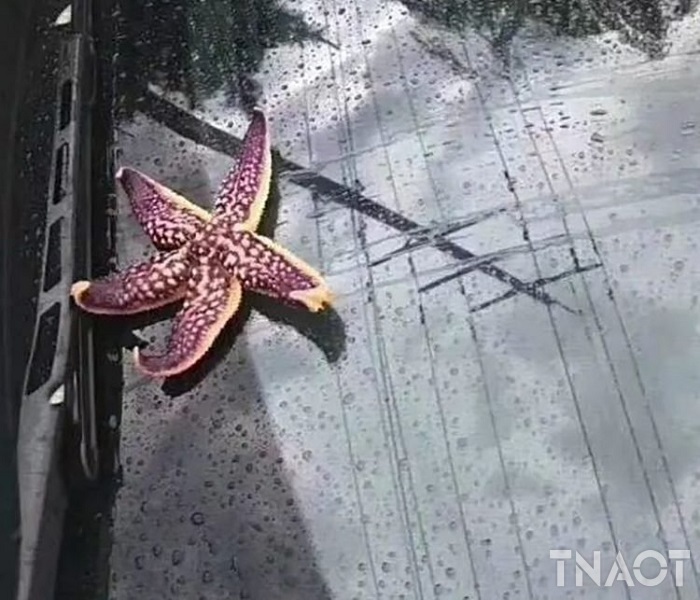 seafood-rain2-750x643.jpg