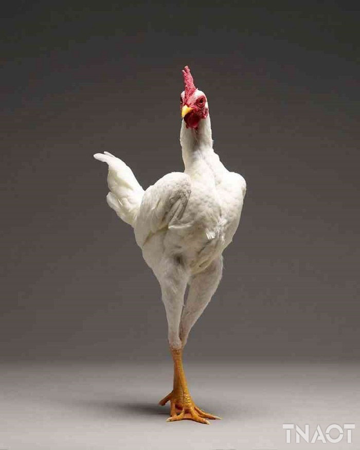 chicken15.jpg
