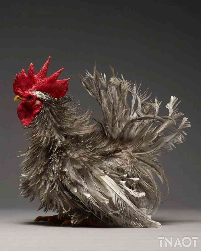 chicken10.jpg