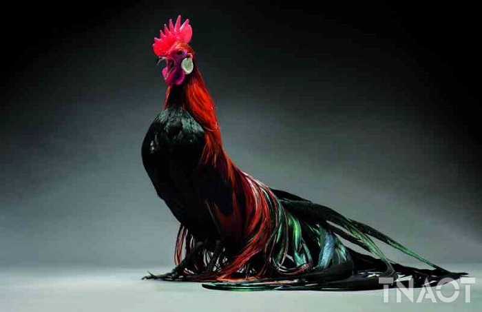 chicken2.jpg