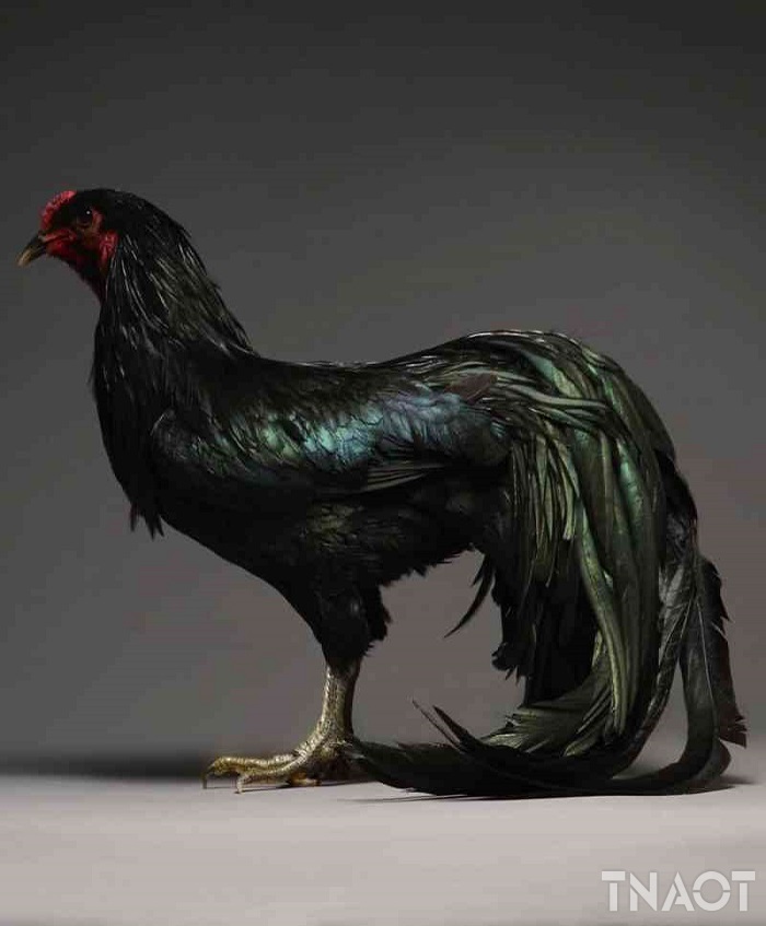 chicken9.jpg