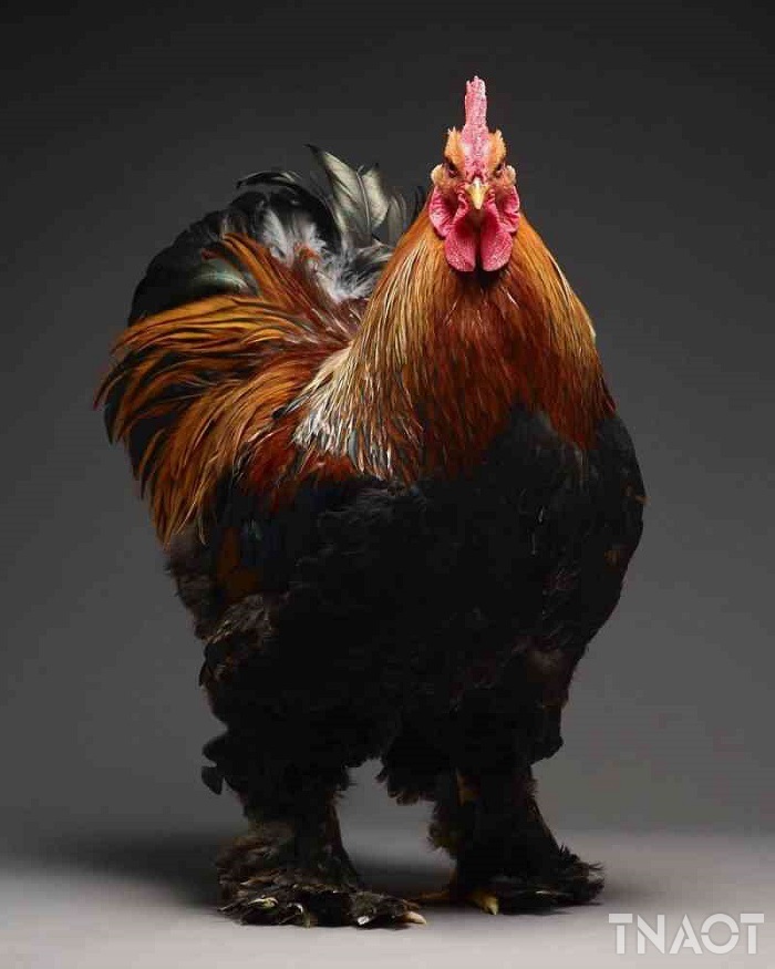chicken6.jpg