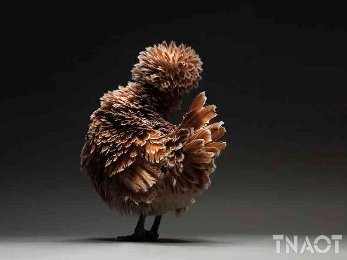 chicken16.jpg