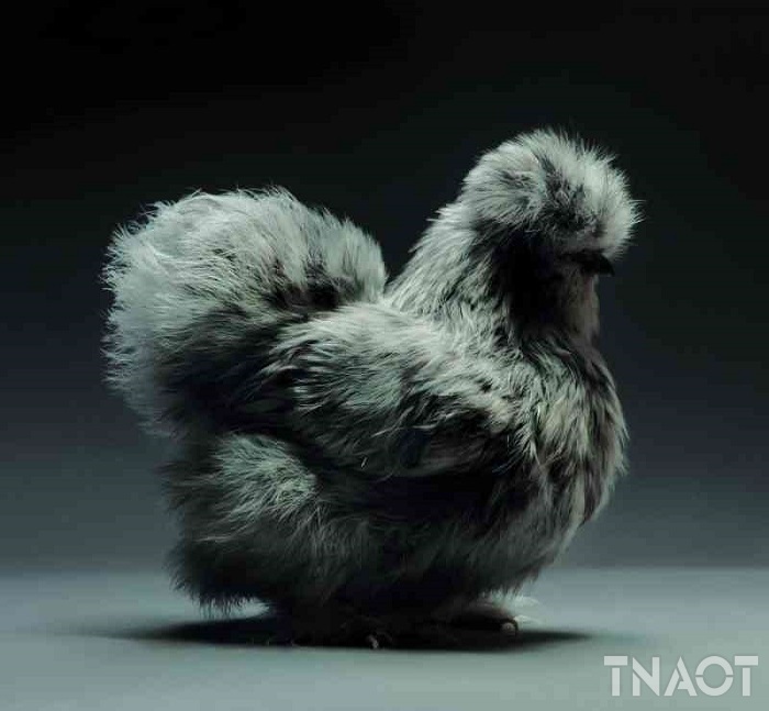 chicken1.jpg