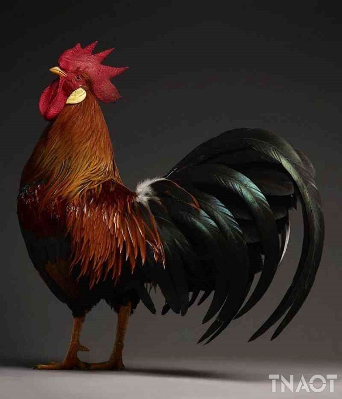 chicken5.jpg