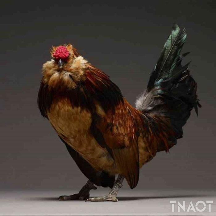chicken11.jpg