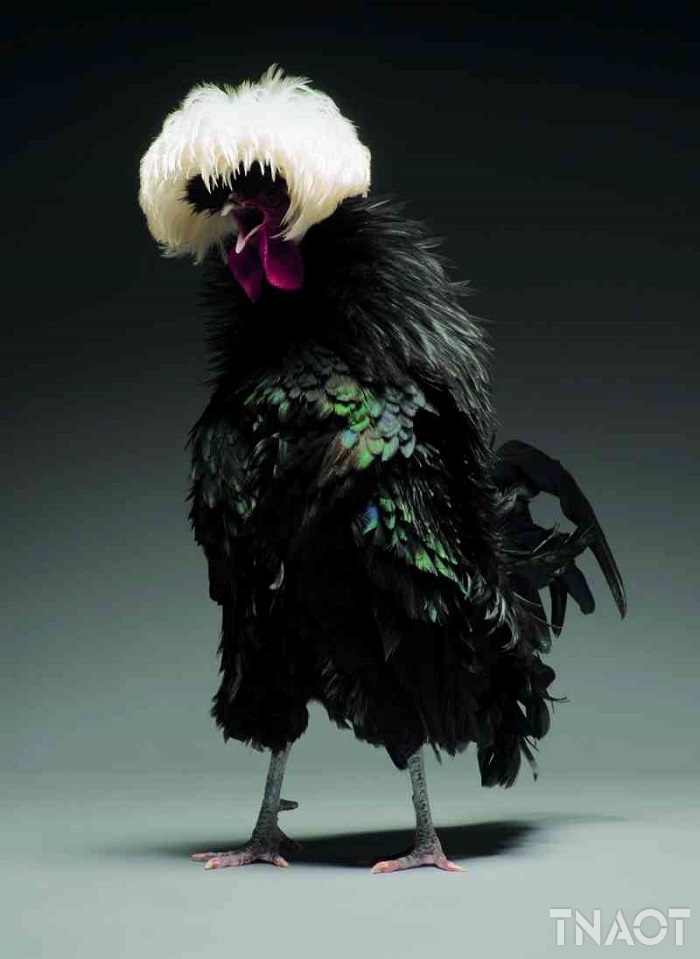chicken4.jpg