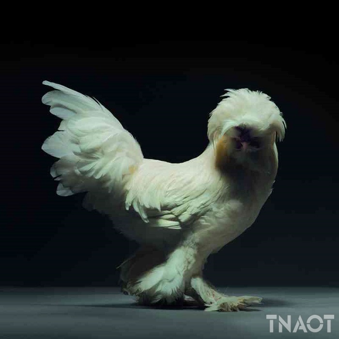 chicken13.jpg