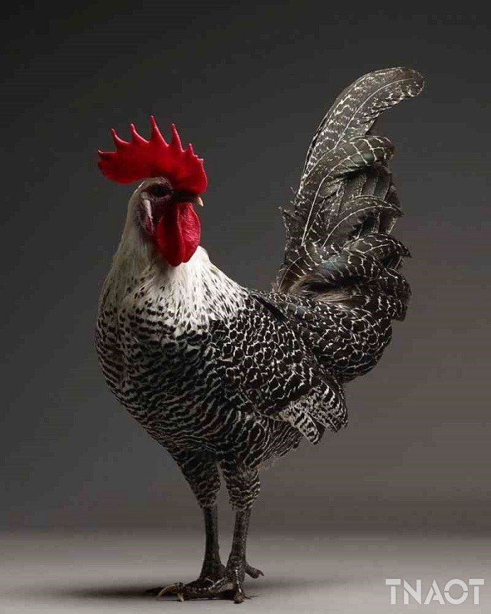 chicken12.jpg