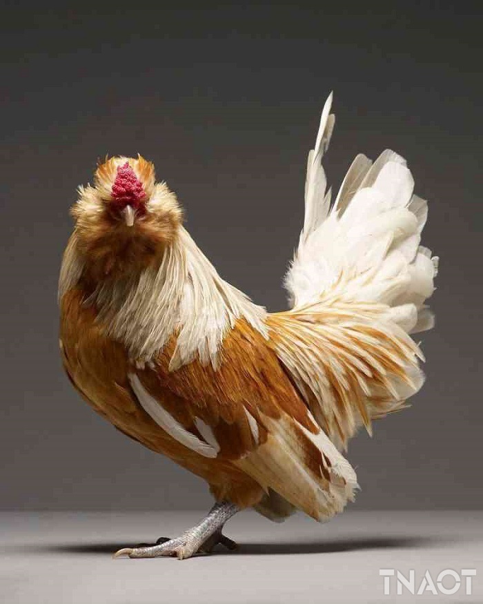 chicken14.jpg