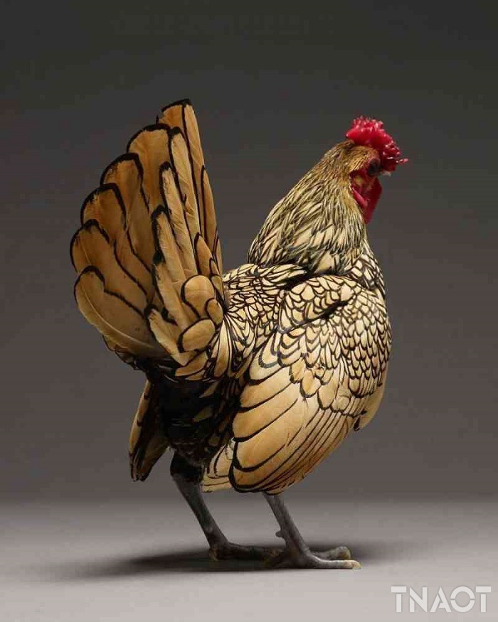 chicken8.jpg