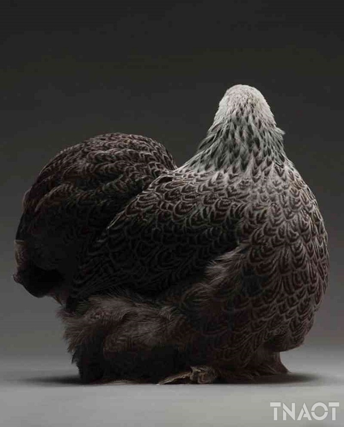 chicken7.jpg
