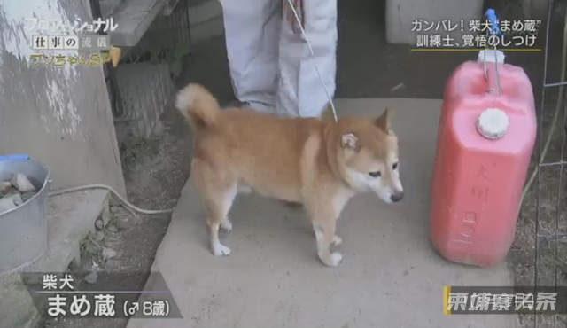 柴犬乱咬人被驯犬师敲击头部 训犬师 我是它们活着的最后希望 柬埔寨头条