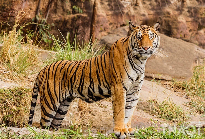 bengal-tiger.jpg