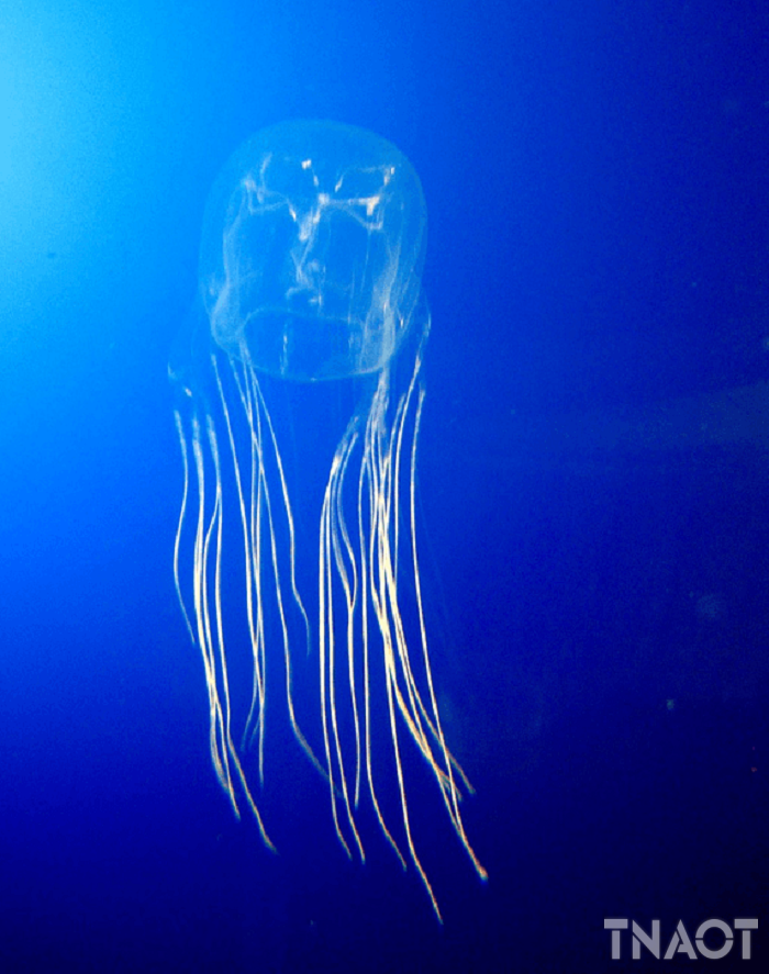 box-jellyfish.png