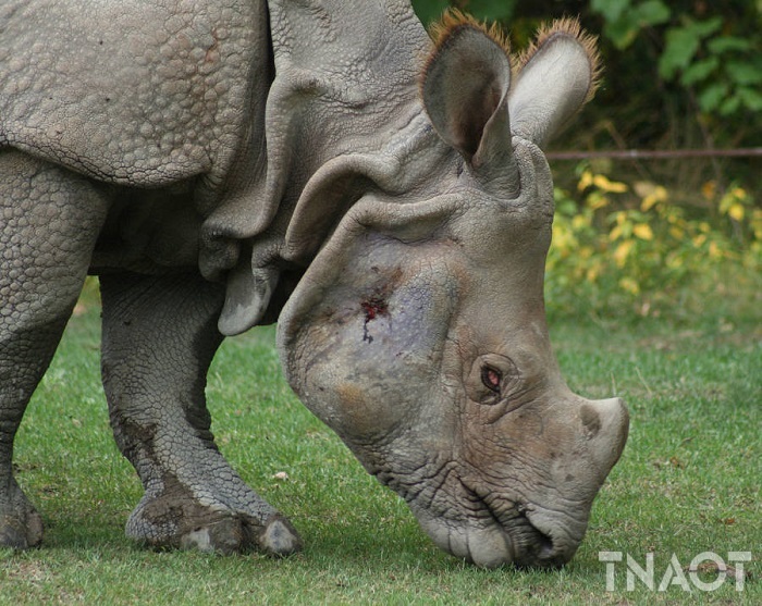 indian-rhinoceros.jpg