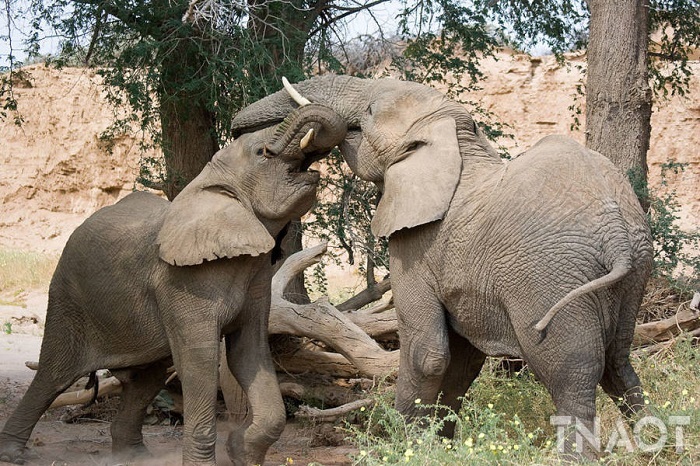 elephants.jpg