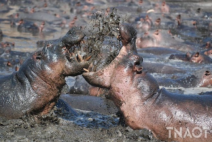 hippopotamus.jpg