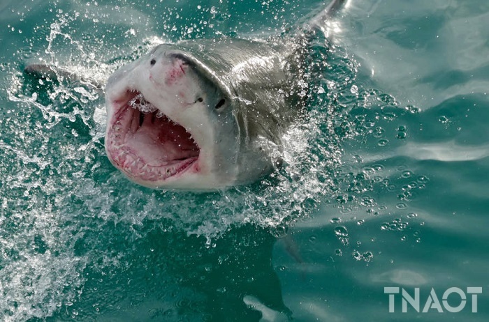 great-white-shark.jpg