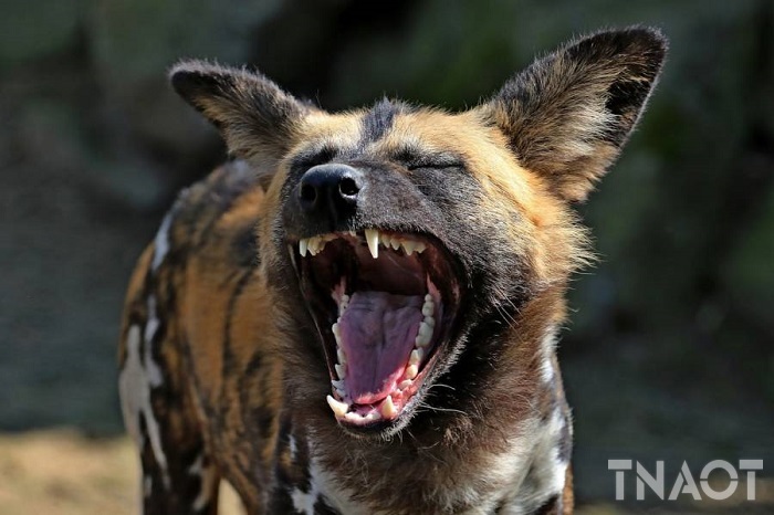 hyena.jpg