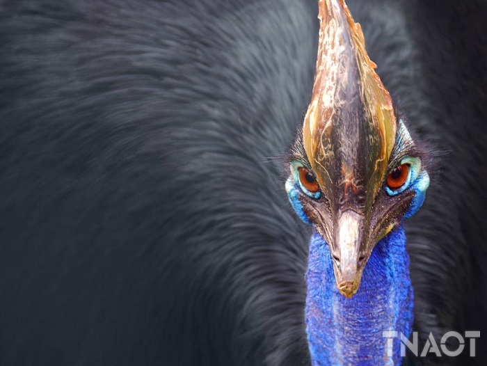 cassowary.jpg