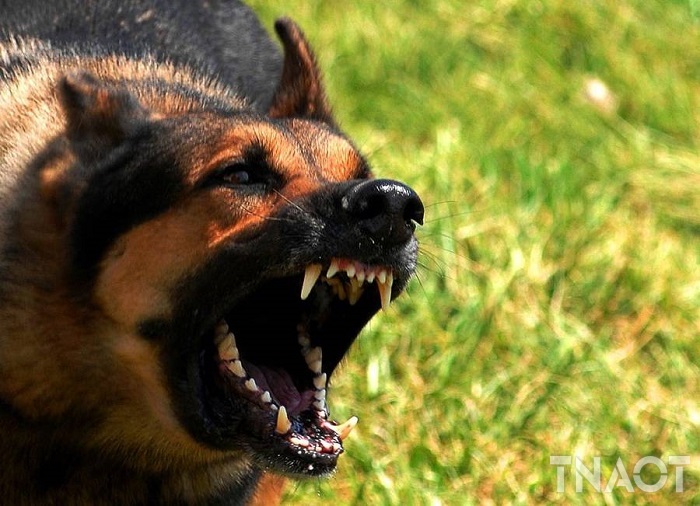 rabid-dog.jpg