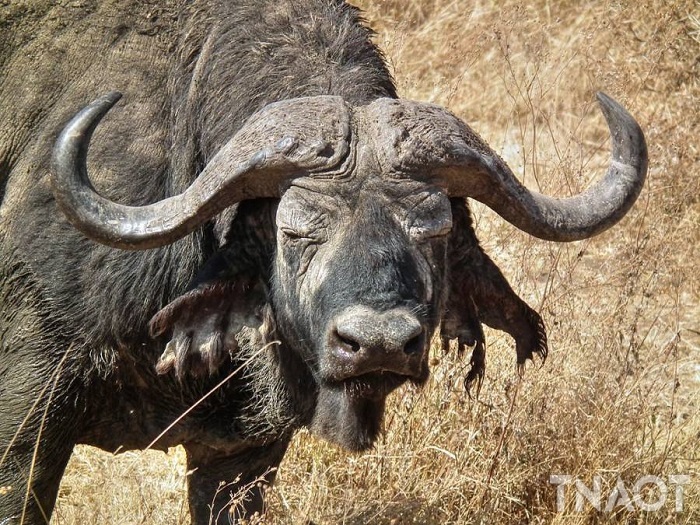 cape-buffalo.jpg